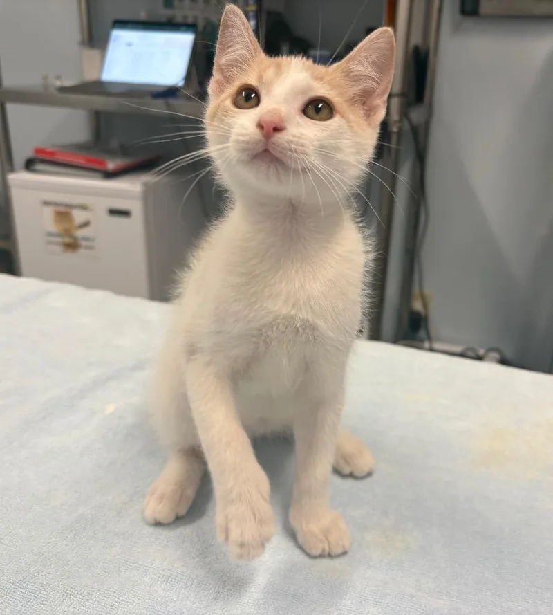 A baby medium-sized male Domestic Short Hair cat named Snorunt for adoption in Raleigh, NC
