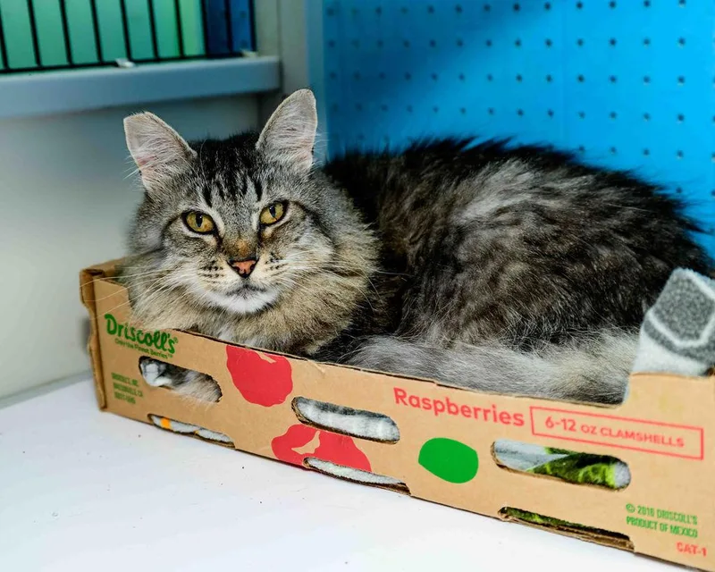 An adult medium-sized female Domestic Medium Hair cat named Harper for adoption in Jefferson, LA