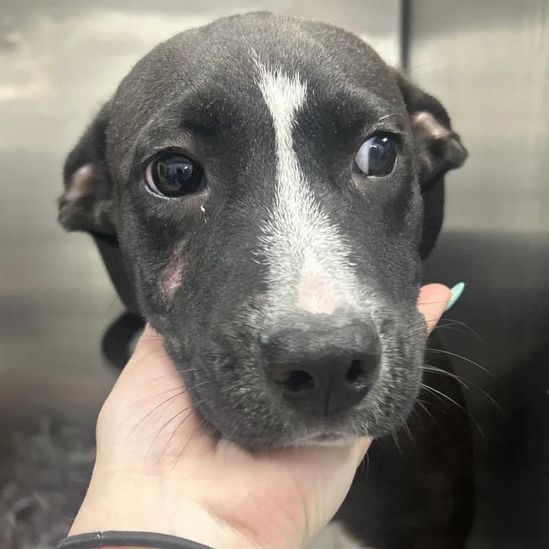 A baby medium-sized male Black Mixed Breed dog named Beam for adoption in Decatur, GA