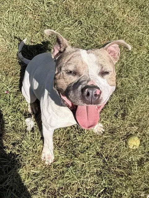 A young medium-sized male Pit Bull Terrier dog named Turbo for adoption in Carrollton, GA