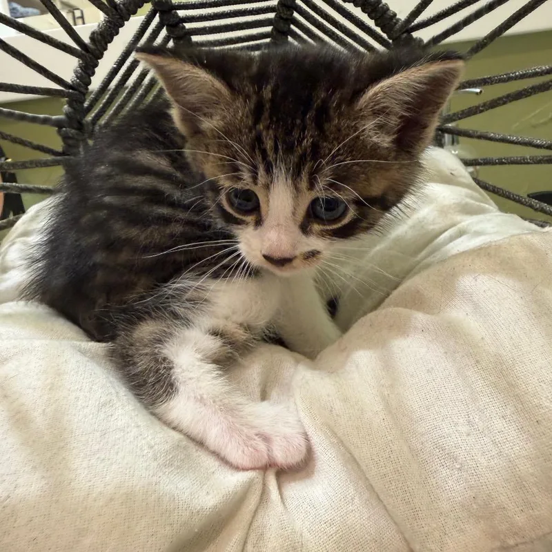 A baby small-sized female Brown / Chocolate Domestic Medium Hair cat named Marilyn Monroe for adoption in Flower Mound, TX