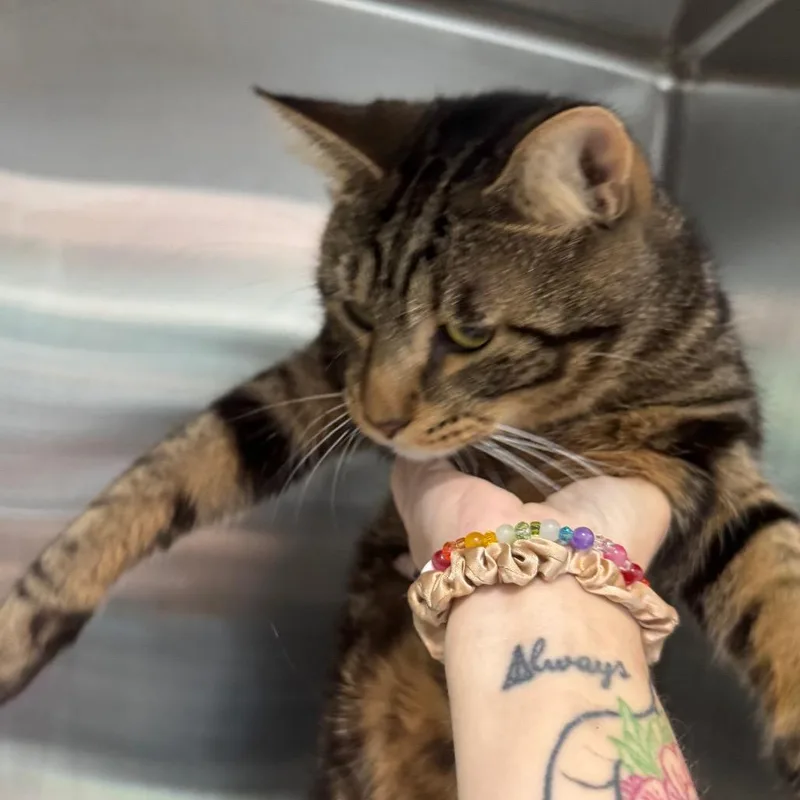 An adult large-sized male Brown / Chocolate Domestic Short Hair cat named Drizzy for adoption in Tampa, FL