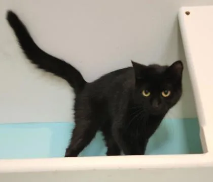 An adult medium-sized female Black Domestic Short Hair cat named Midnight for adoption in Fairfield, IA