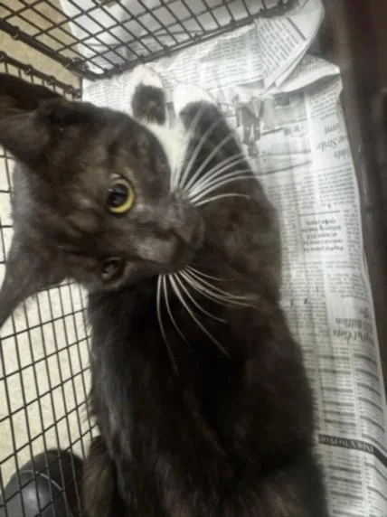 An adult medium-sized female Domestic Short Hair cat named Montana for adoption in Van Nuys, CA
