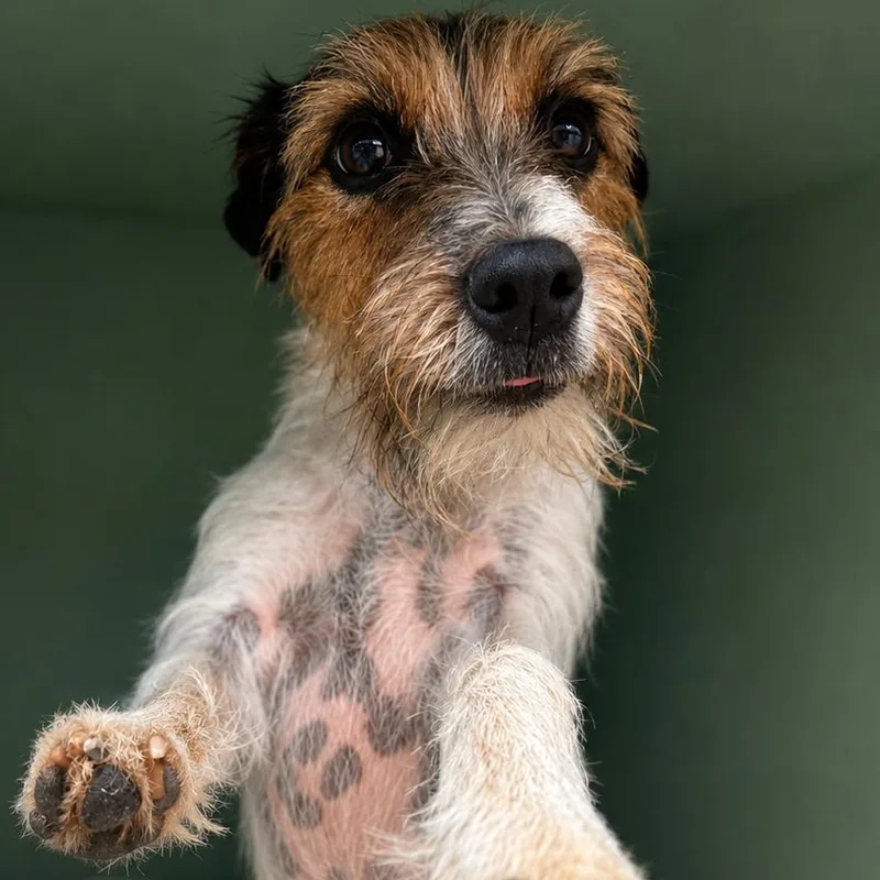 An adult small-sized male White / Cream Jack Russell Terrier dog named Peanut for adoption in Tyler, TX