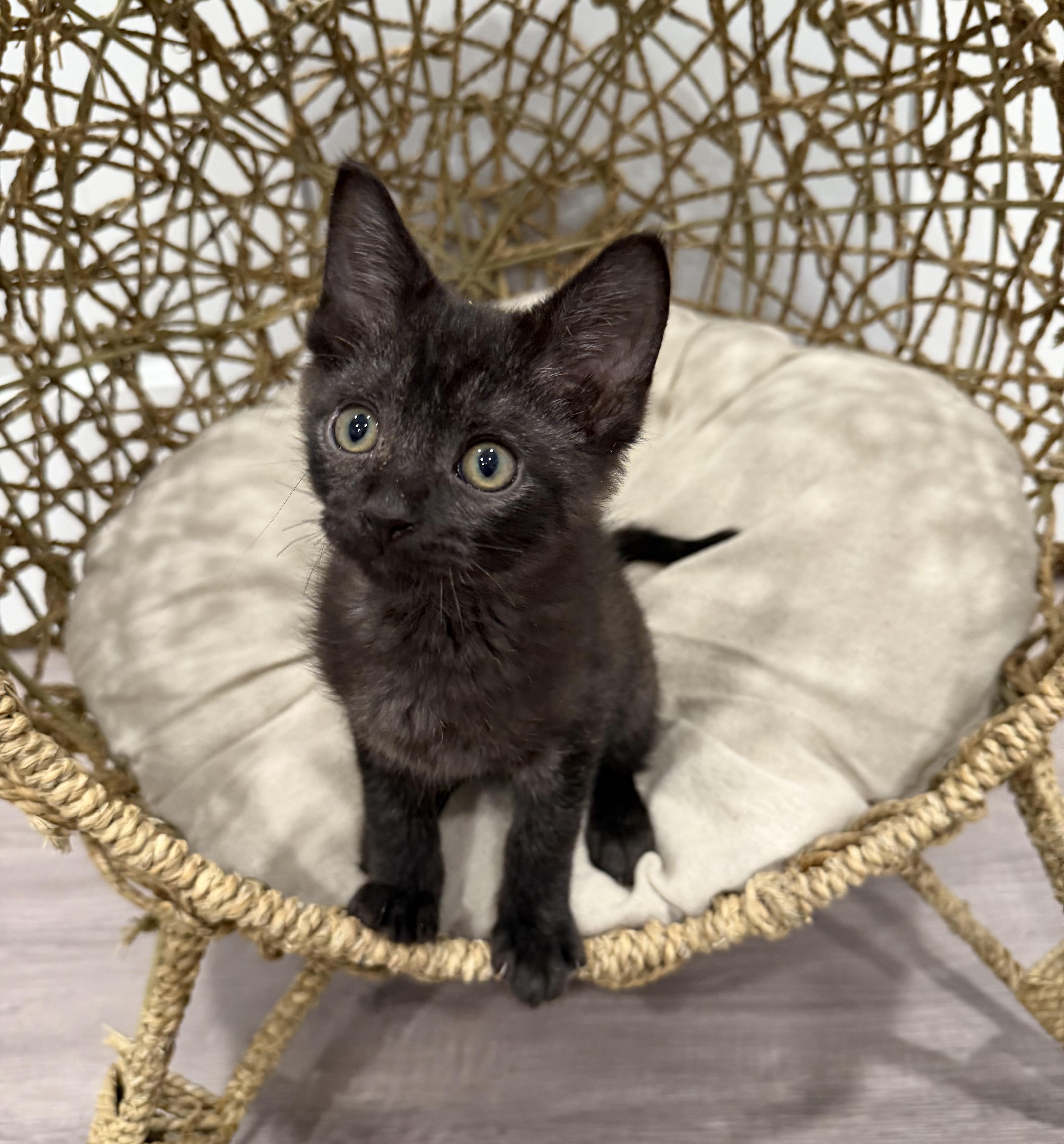 A baby medium-sized male Black Domestic Short Hair cat named Fig for adoption in Chicago, IL