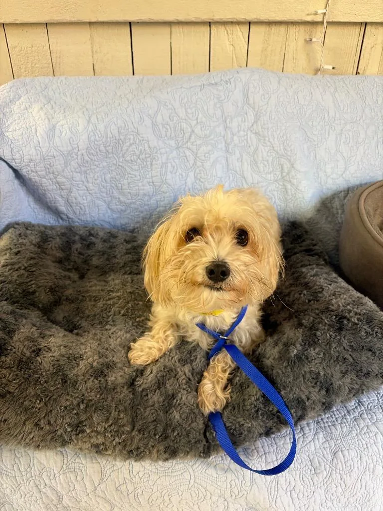 An adult small-sized male Terrier dog named Ammo for adoption in Fort Worth, TX