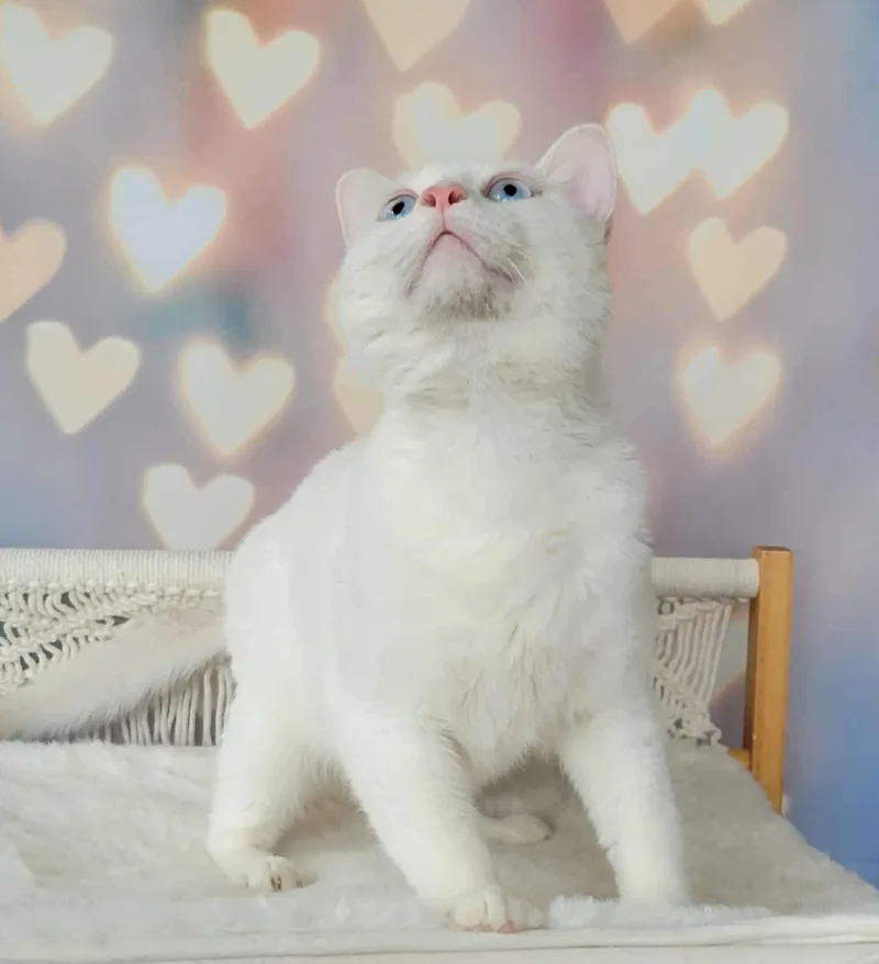 An adult large-sized male White Domestic Short Hair cat named Midori for adoption in Greensburg, PA