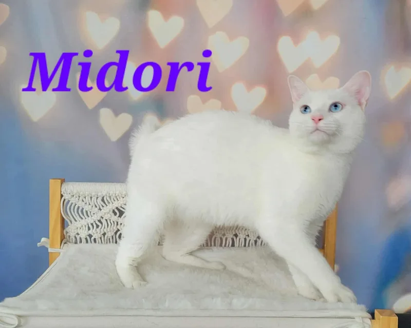 Midori thumbnail 2