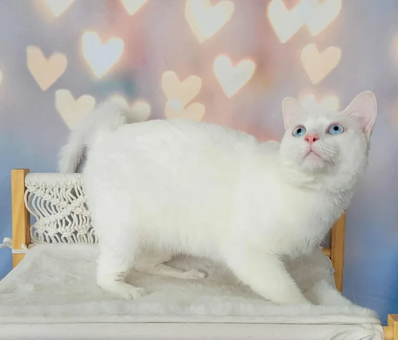 Midori thumbnail 4