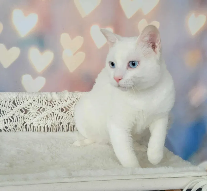 Midori thumbnail 6