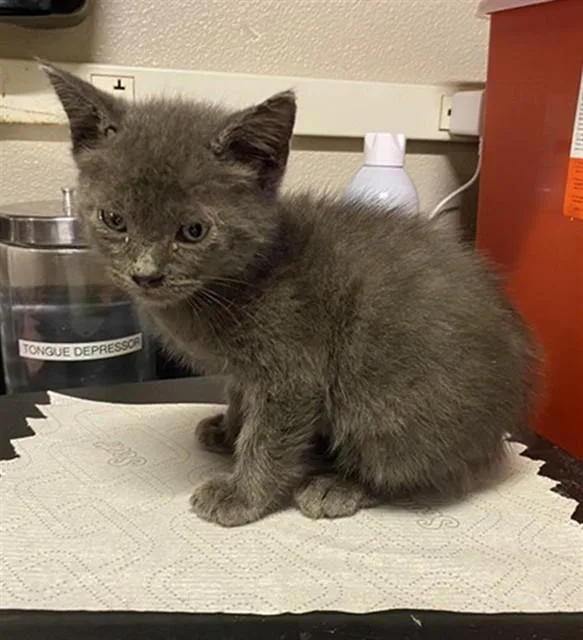 A baby small-sized male Domestic Short Hair cat named A for adoption in Modesto, CA