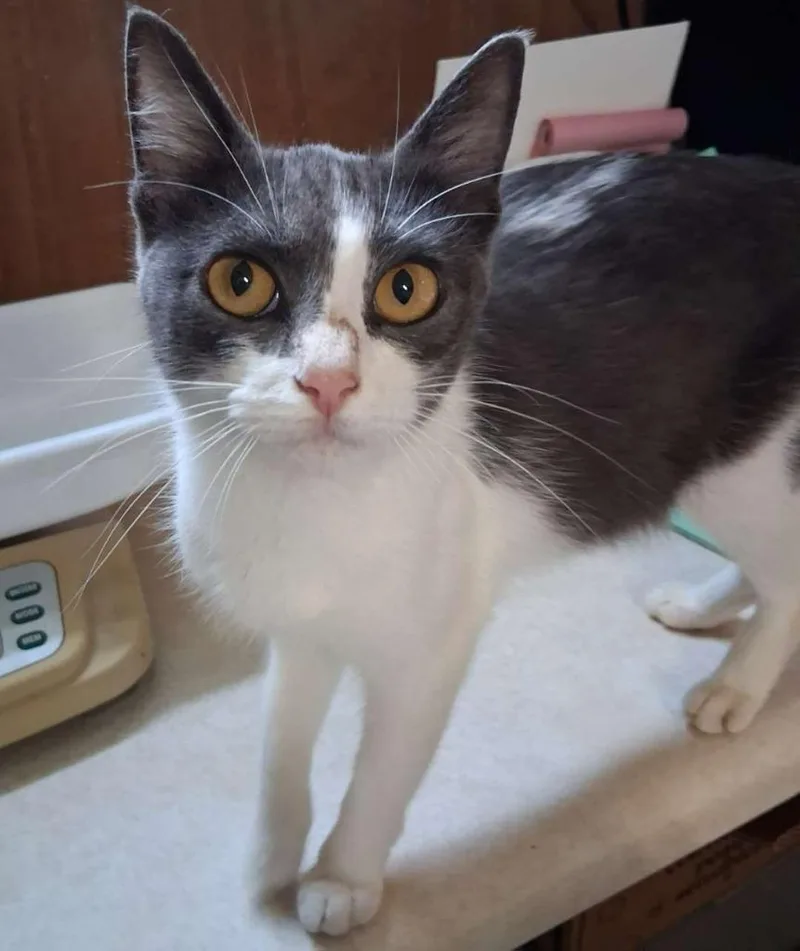 A young small-sized female Domestic Short Hair cat named Swiffer for adoption in Hillsboro, OH