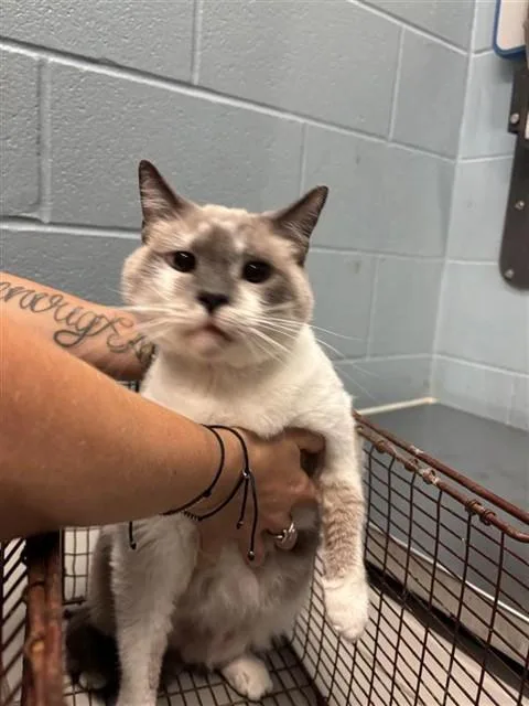 A senior large-sized female Siamese cat named Petal for adoption in Corpus Christi, TX