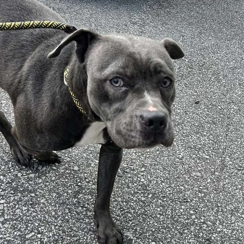A young medium-sized female Gray / Blue / Silver Pit Bull Terrier dog named Beyonce for adoption in Newport, NC