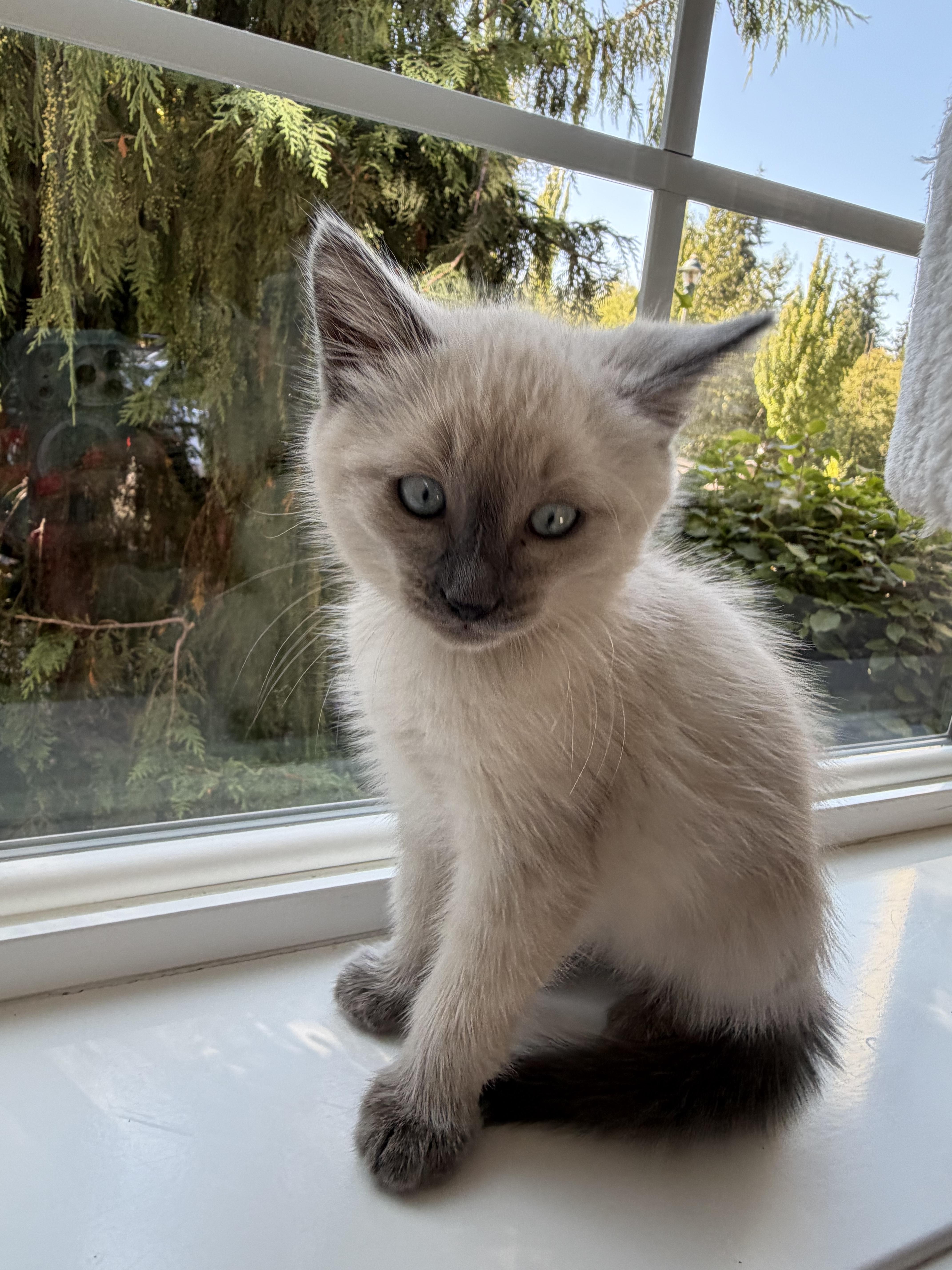 A baby medium-sized male Seal Point Domestic Medium Hair cat named Roman for adoption in Ephrata, WA