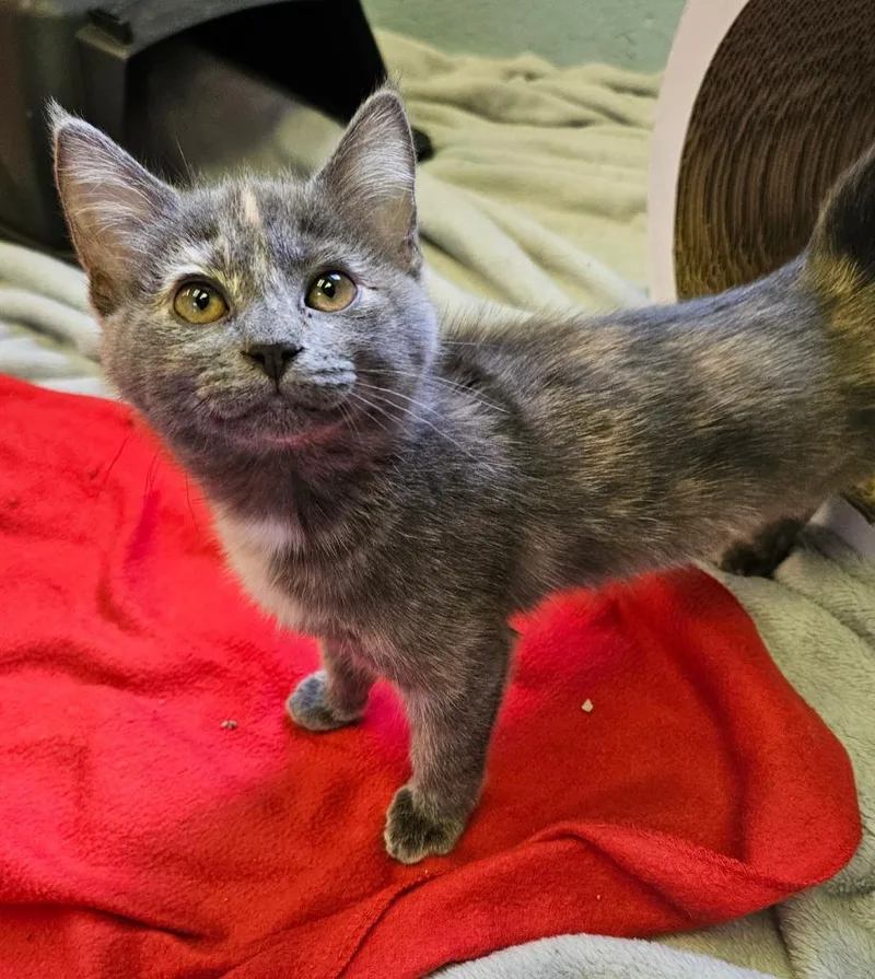 A baby small-sized female Domestic Short Hair cat named Maple for adoption in Sherwood, AR