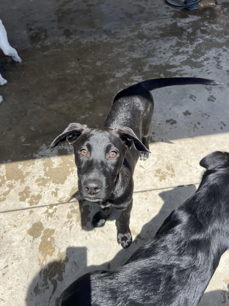 A baby small-sized female Black Mixed Breed dog named Moises for adoption in Hamden, CT
