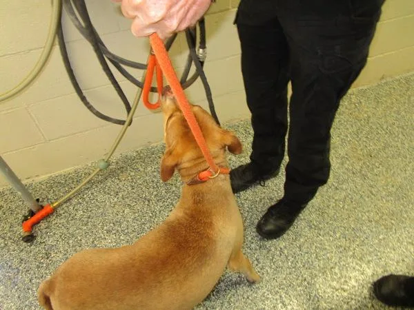 An adult medium-sized female Hound dog named Lady Bird for adoption in Nicholasville, KY