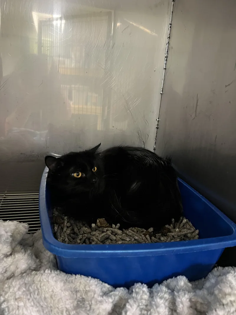A young medium-sized male Black Domestic Short Hair cat named Midnight for adoption in Sparta, NC