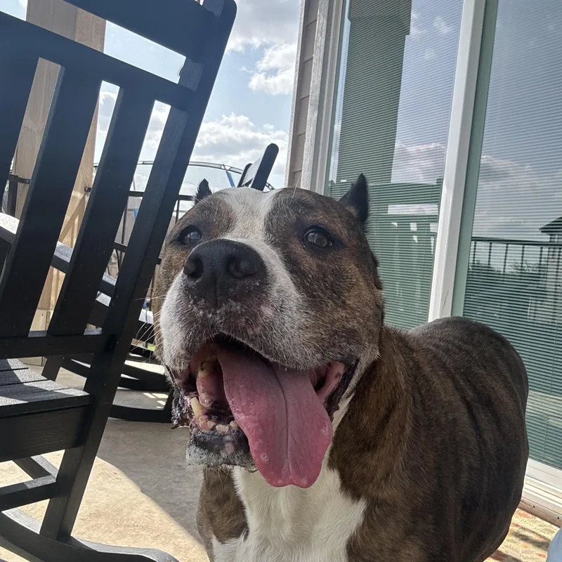 A senior medium-sized female Brindle Terrier dog named Khaleesi for adoption in Cibolo, TX