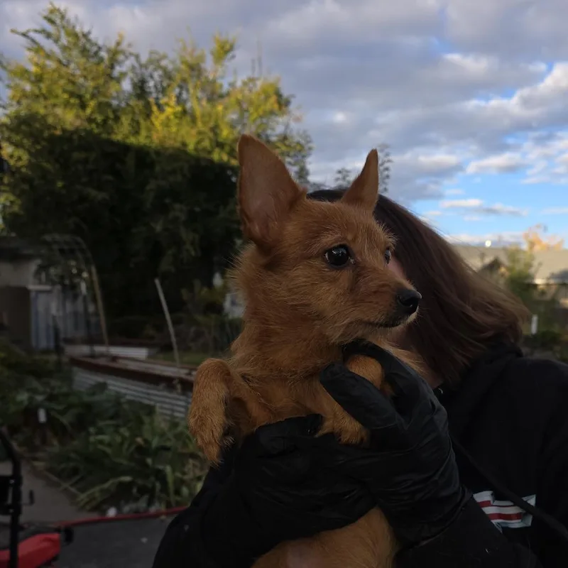 An adult small-sized female Mixed Breed dog named Margi for adoption in Klamath Falls, OR