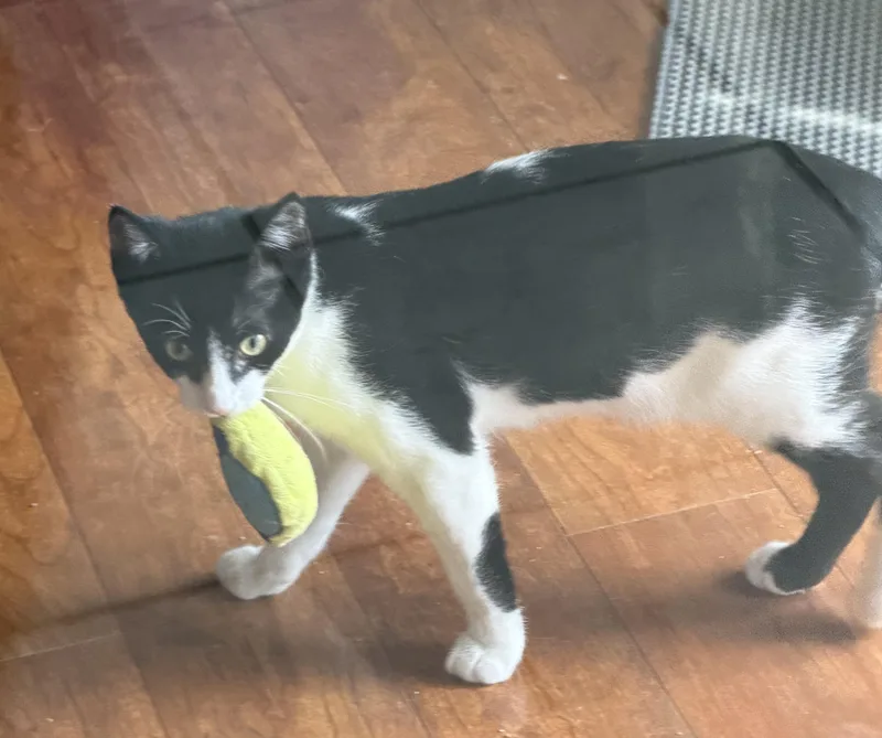 A baby medium-sized male Domestic Short Hair cat named Harold for adoption in Williamsville, NY