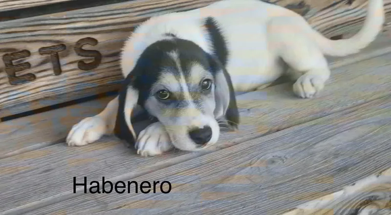 Habenero thumbnail 2