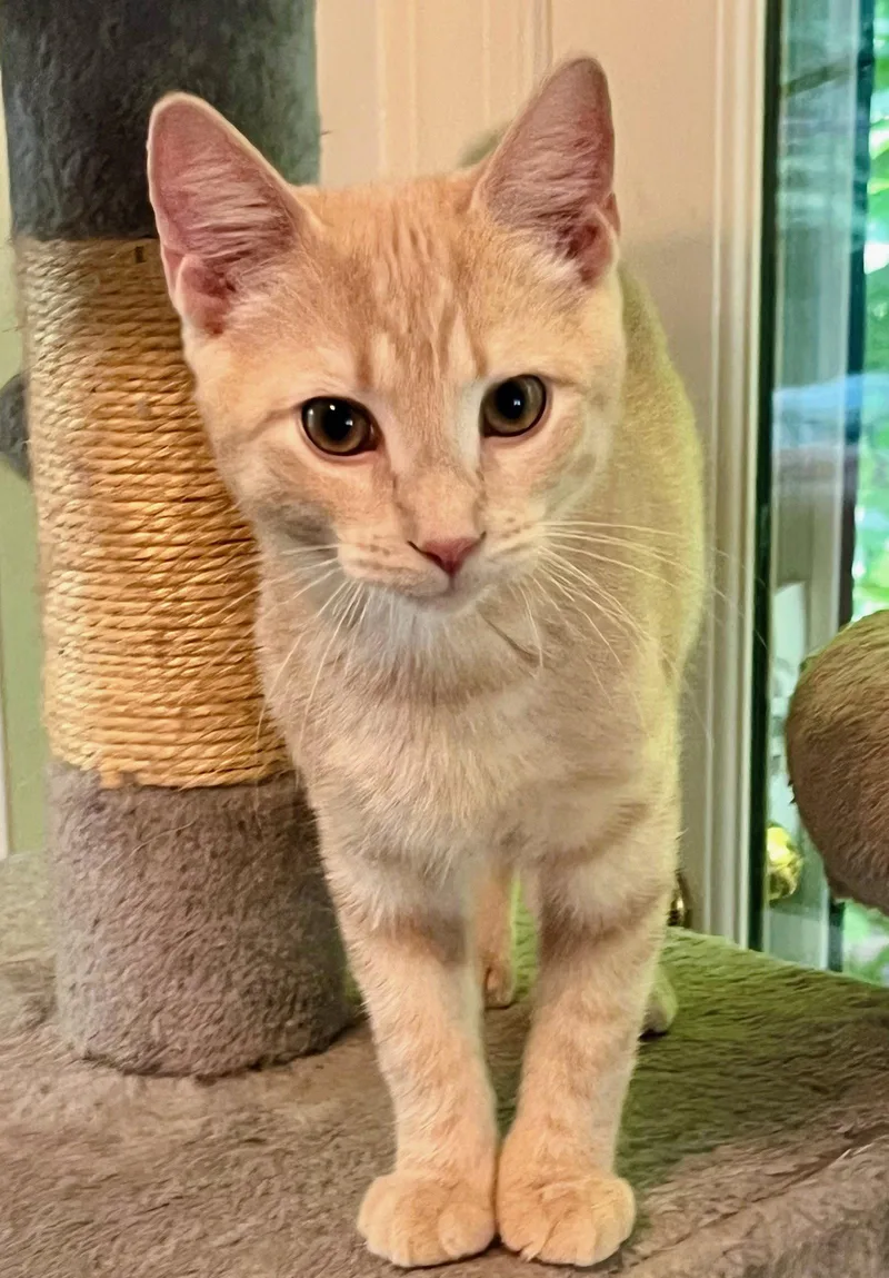 A baby medium-sized male Orange / Red Domestic Short Hair cat named Pip for adoption in Reston, VA