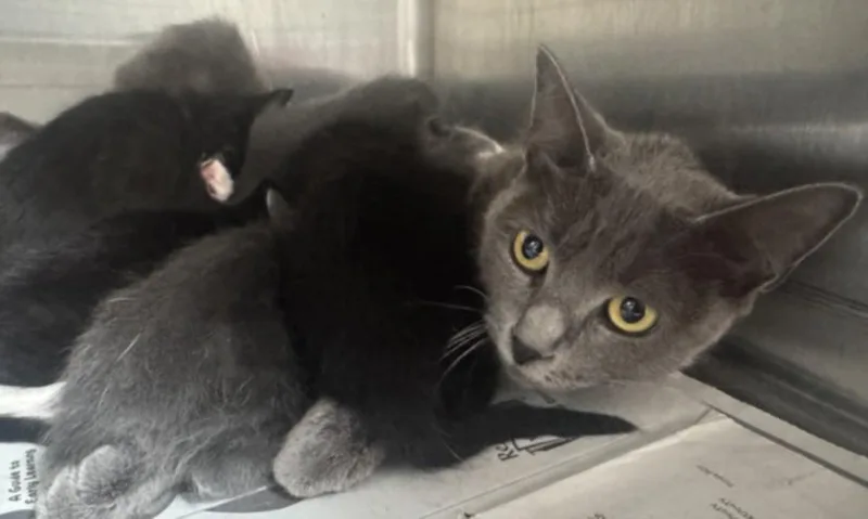 An adult large-sized female Domestic Short Hair cat named Ash for adoption in Los Angeles, CA