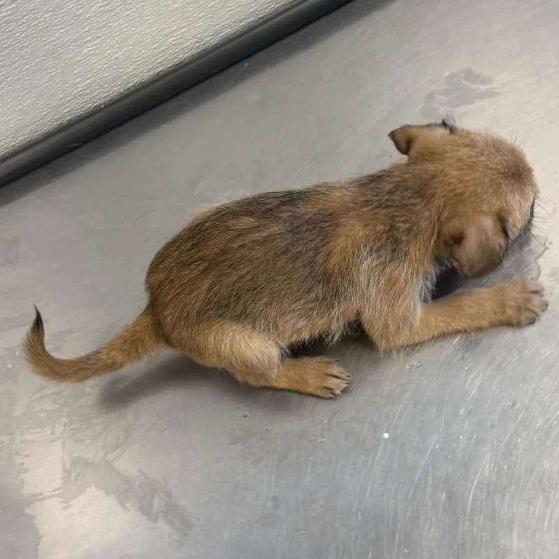 A baby small-sized female Yellow / Tan / Blond / Fawn Mixed Breed dog named Fajita for adoption in Las Cruces, NM