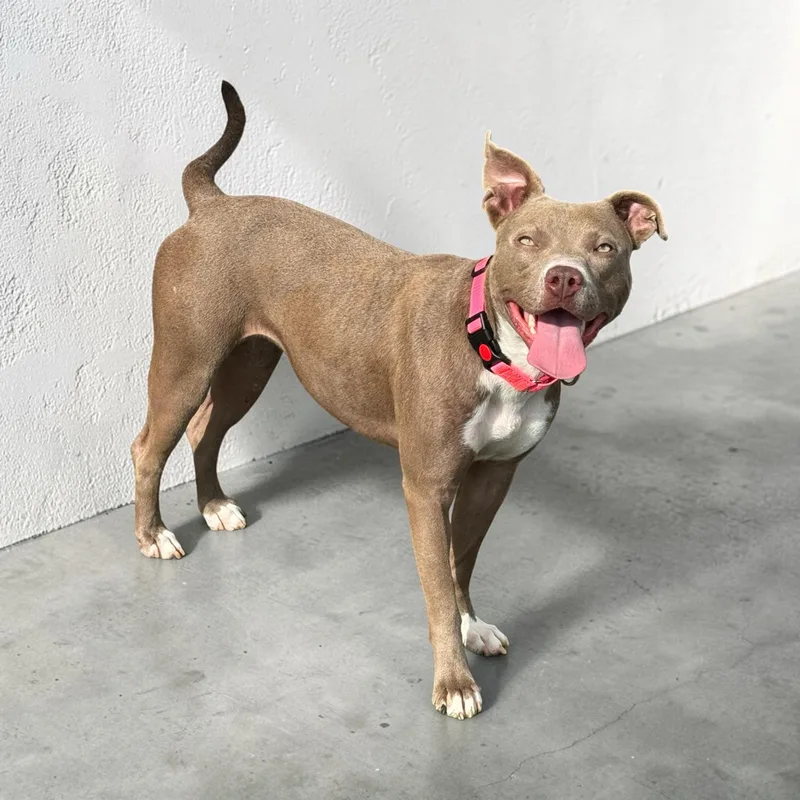 A young medium-sized female American Staffordshire Terrier dog named Xena for adoption in San Antonio, TX