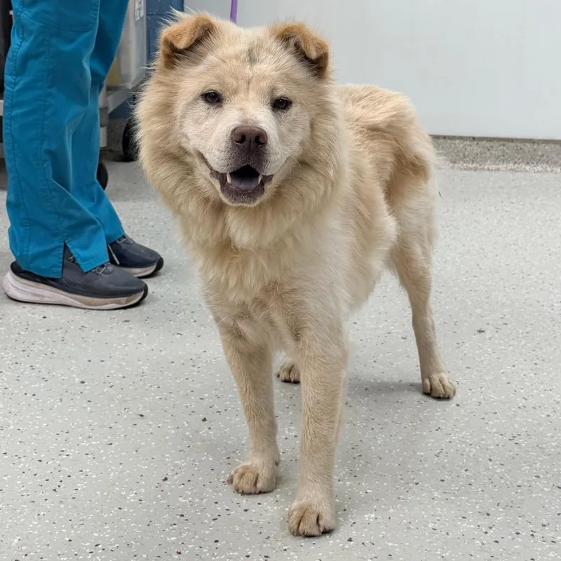 A young medium-sized female Chow Chow dog named Bambi for adoption in Indianapolis, IN