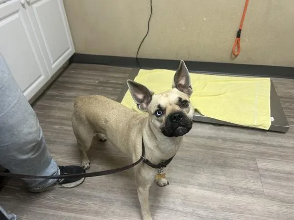 A young medium-sized female Pug dog named Princess Diana for adoption in Oceanside, CA