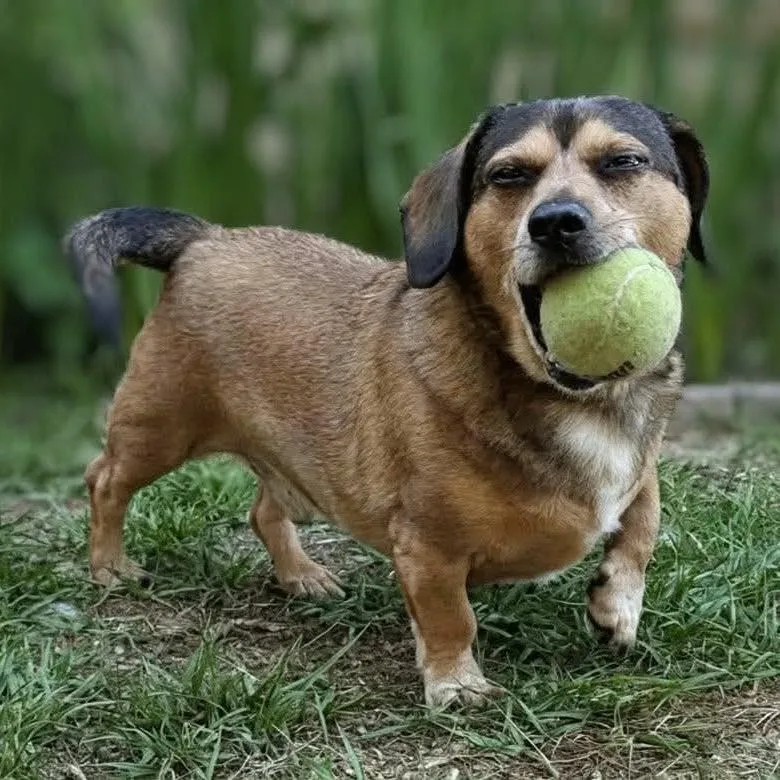 An adult small-sized male Sable Dachshund dog named Howard for adoption in Griswold, CT