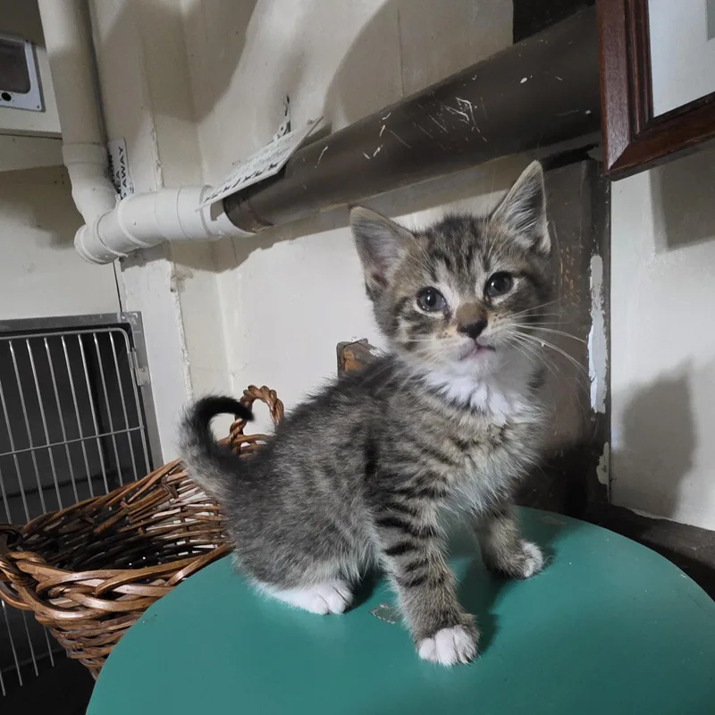 A baby medium-sized male Tabby (Brown / Chocolate) Domestic Short Hair cat named Spider for adoption in Moriches, NY