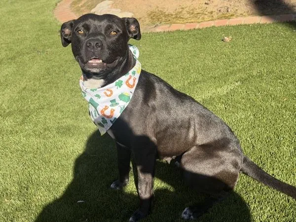 An adult medium-sized female Pit Bull Terrier dog named Miss Ducky for adoption in Escondido, CA