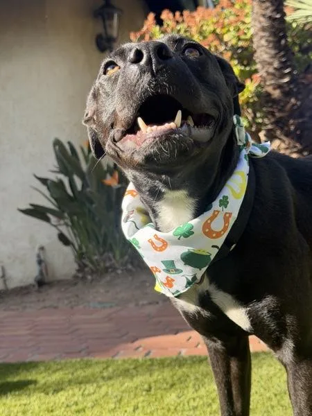 Miss Ducky thumbnail 2