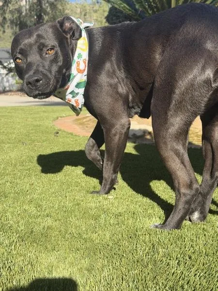 Miss Ducky thumbnail 3