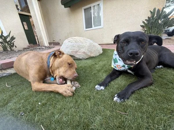 Miss Ducky thumbnail 4