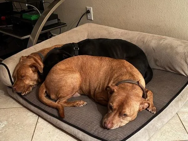 Miss Ducky thumbnail 5