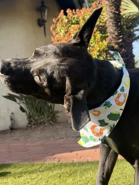 Miss Ducky thumbnail 6