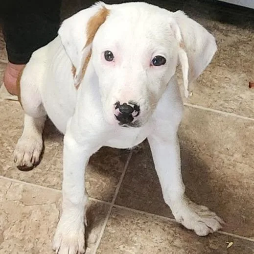 A baby small-sized female White / Cream Hound dog named Mochi for adoption in Harrisonburg, VA