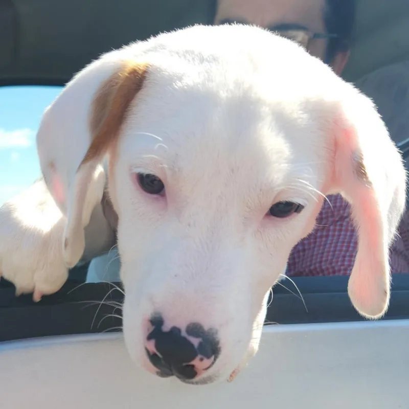 Mochi thumbnail 2