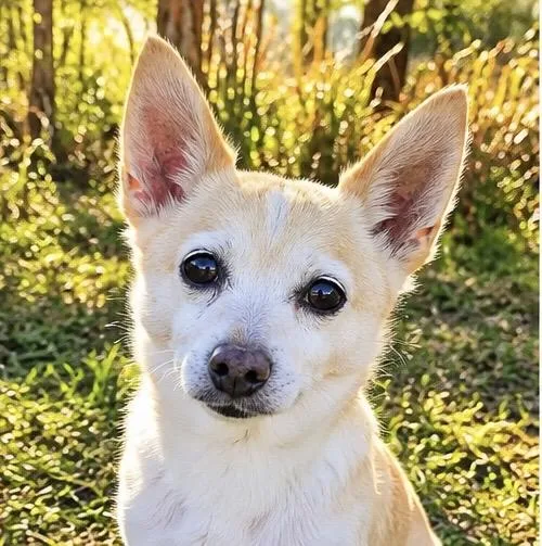 An adult small-sized male Yellow / Tan / Blond / Fawn Chihuahua dog named Coquito for adoption in Foley, AL
