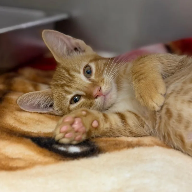A baby small-sized male Orange / Red Domestic Short Hair cat named Nibs for adoption in Fort Smith, AR