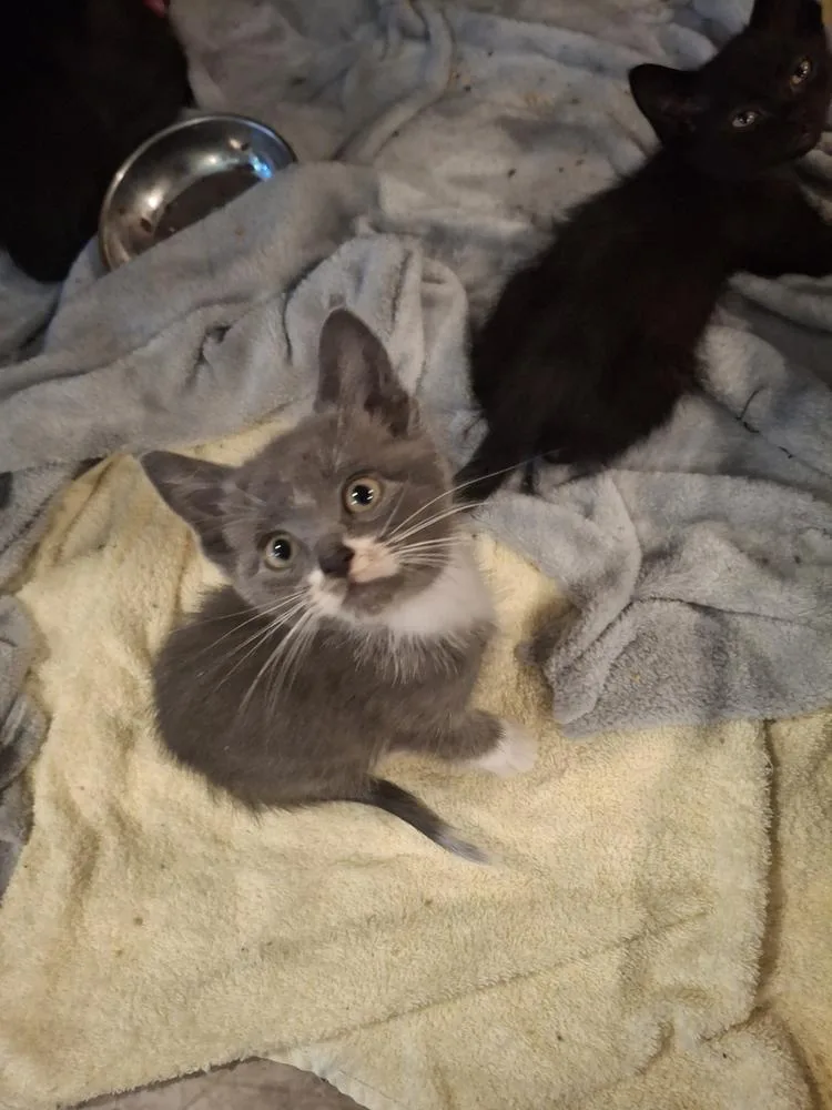 A baby small-sized male Domestic Short Hair cat named Ferris Wheel P. for adoption in Peoria, IL