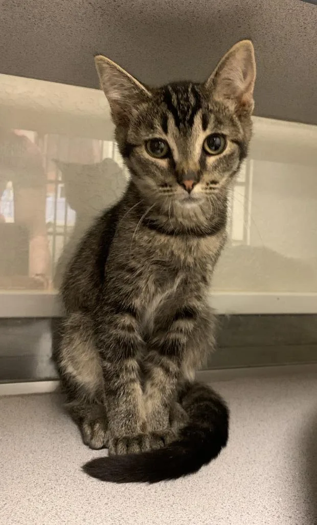 A young medium-sized male Tabby (Brown / Chocolate) Domestic Short Hair cat named Beetle for adoption in Buena Vista, CO