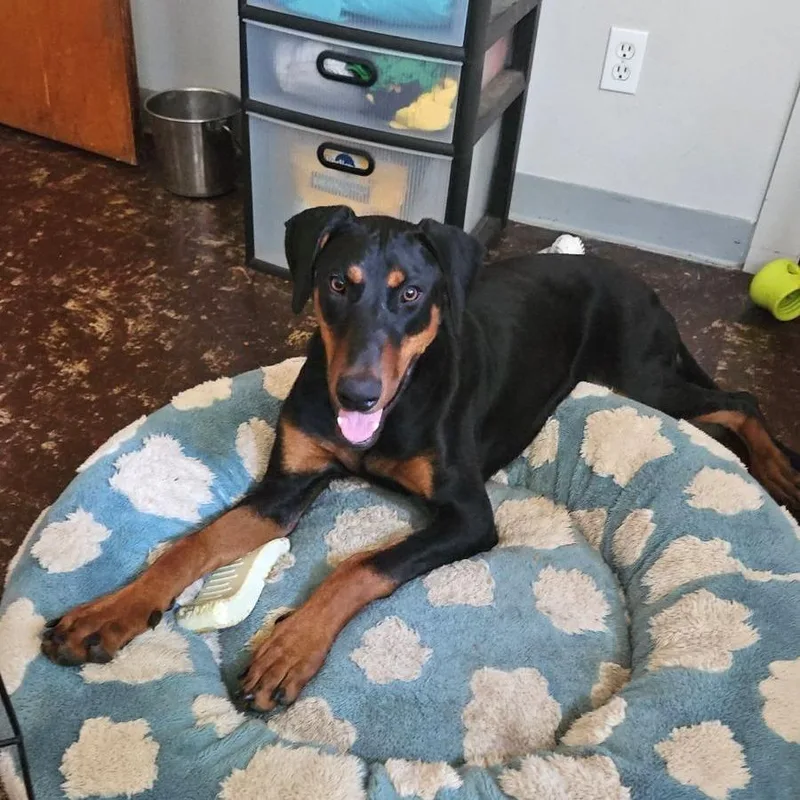 A young large-sized female Black Doberman Pinscher dog named Aioli for adoption in East Saint Louis, IL