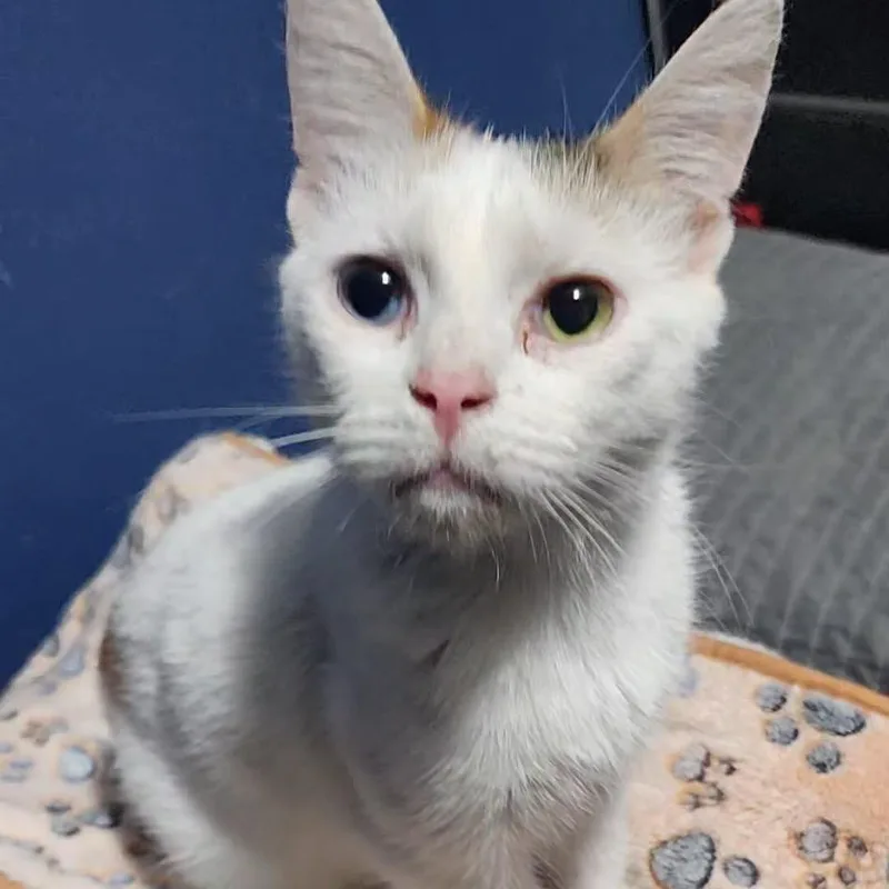 An adult medium-sized female Calico Domestic Short Hair cat named Vivian  Mostly white for adoption in Defiance, OH